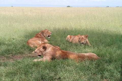Arusha: Safari de lujo de 2 días por el Serengeti