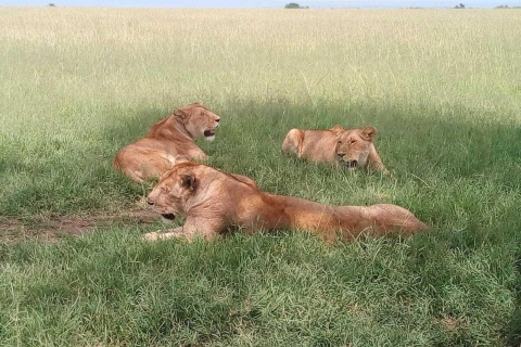 Arusha: 2-tägige Luxus-Safari in der Serengeti