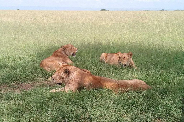 Arusha: Safari de lujo de 2 días por el Serengeti