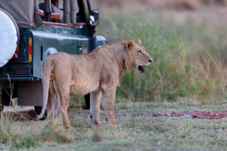Arusha National Park: Day Trip with Walking Safari & Canoe Shared Day Trip Transfer & Game Drive (Fees Excluded)