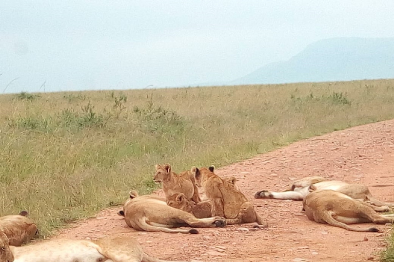 Excursão de um dia ao Parque Nacional do Lago Nakuru saindo de Nairóbi