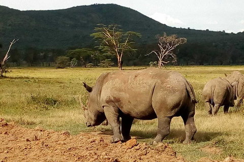 Excursão de um dia ao Parque Nacional do Lago Nakuru saindo de Nairóbi