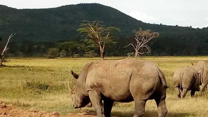 lake nakuru national park day tour from nairobi