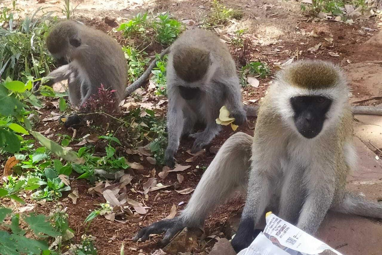 Desde Arusha: tour privado de día completo al Parque Nacional Tarangire