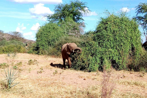 Desde Arusha: tour privado de día completo al Parque Nacional Tarangire