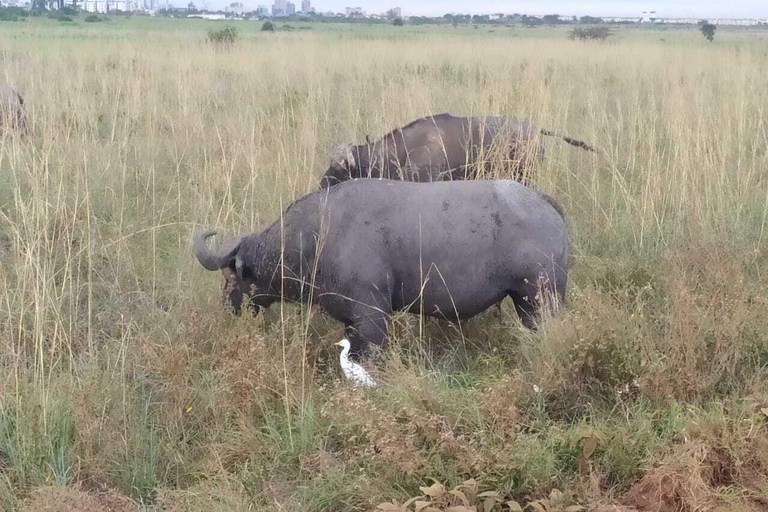 Journée au parc national de Tsavo Est, au départ de Mombasa