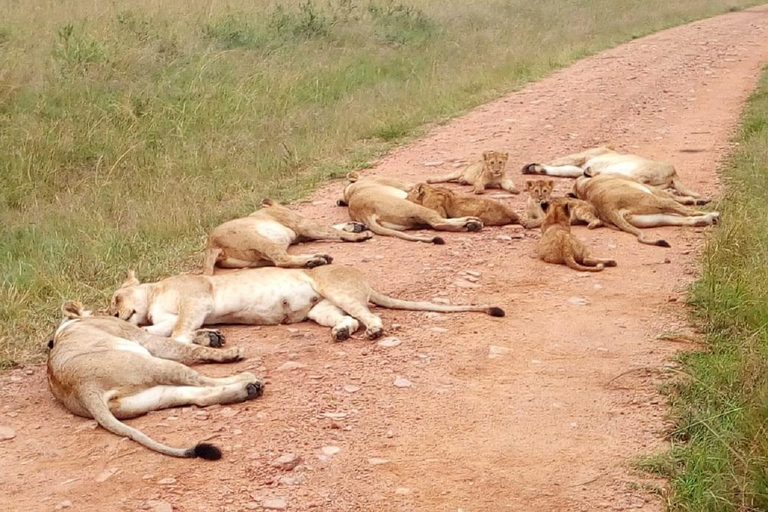 Journée au parc national de Tsavo Est, au départ de Mombasa