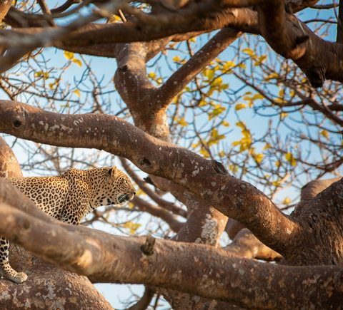 Safaris & wildlife activities