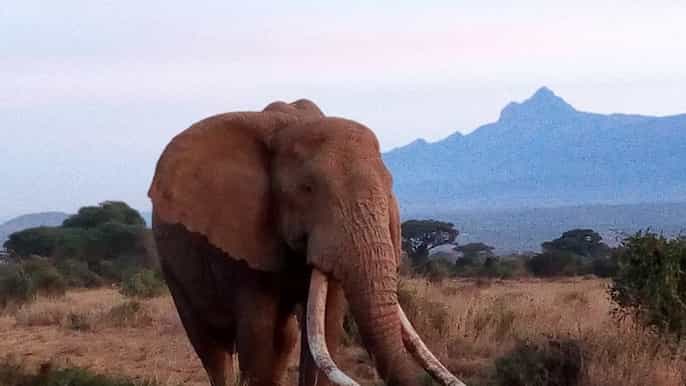 tsavo east national park 2day tour from mombasa