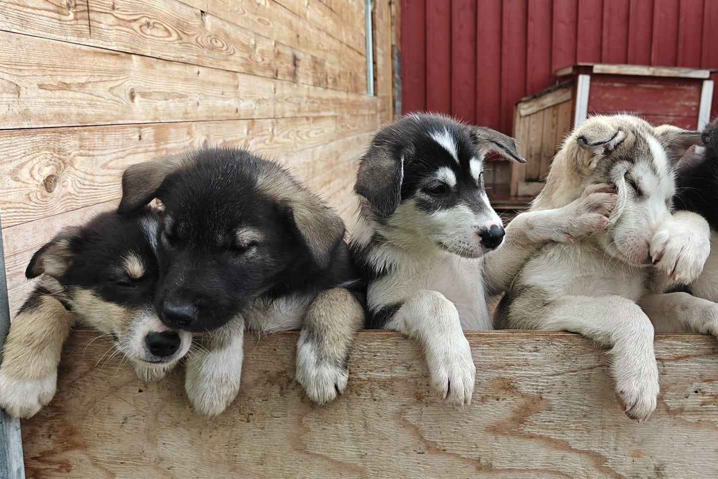 Excursión Auroras Boreales en Abisko con Cachorros de Husky