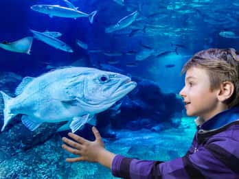 SEA LIFE Berlin: Tickets SEA LIFE Berlin: Tickets
