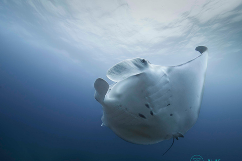 Byron Bay: Snorkelling Tour of Julian Rocks "Nuthungulli" Byron Bay: Snorkel Julian Rocks