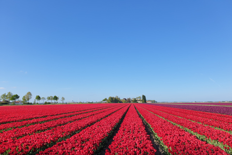 Von Amsterdam aus: Tulpentour Keukenhof & Stadtführung DelftVon Amsterdam aus: Tulpentour Keukenhof & Stadtrundfahrt Delft