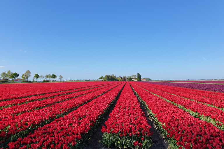 From Amsterdam: Tulip Tour Keukenhof & City Tour Delft