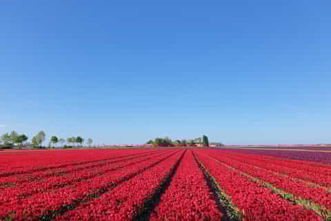 From Amsterdam: Day Trip to Keukenhof, Tulips Fields & Delft