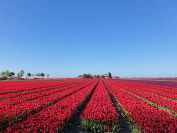 Ab Amsterdam: Tagestour nach Keukenhof, Delft & Tulpenfelder Ab Amsterdam: Tagestour nach Keukenhof, Delft & Tulpenfelder