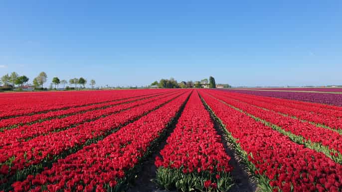 de amsterdã excursão keukenhof campos de tulipa e delft