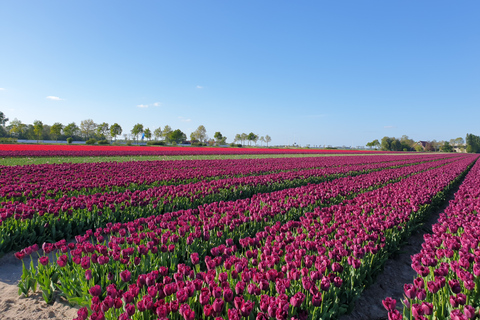 From Amsterdam: Tulip Tour Keukenhof & City Tour Delft