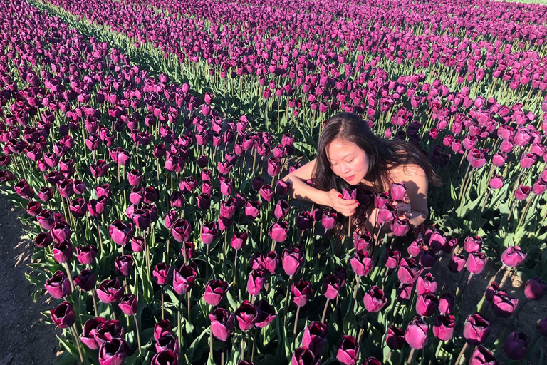 Au départ d'Amsterdam : Visite des tulipes à Keukenhof et visite de la ville de Delft