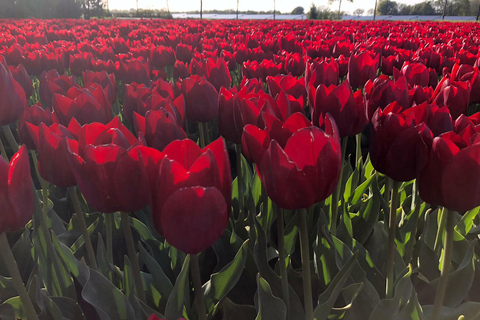 From Amsterdam: Tulip Tour Keukenhof & City Tour Delft