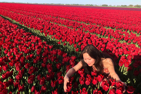 Da Amsterdam: Tour dei tulipani Keukenhof e tour della città di Delft