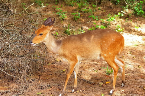 St Lucia, KZN : 3-Day Wildlife and Cultural Safari