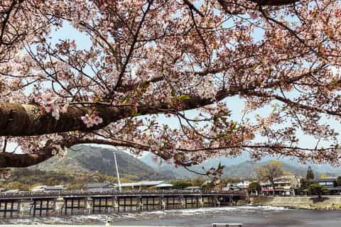 Kyoto: Sightseeing Day Trip with Lunch