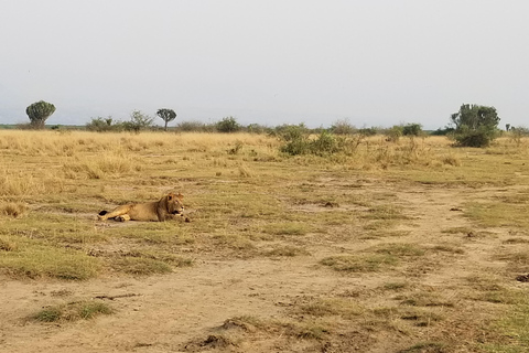 Uganda: 10-dagars safariäventyr från Entebbe