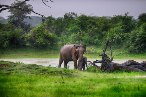 From Ella: Udawalawe Safari with Elephant Transit Home Visit