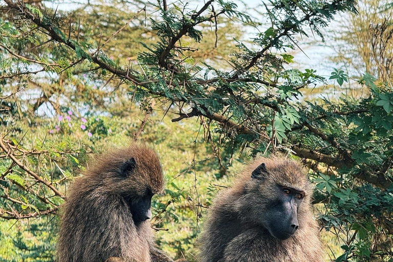 Kenya: 3 Days Masai Mara Private Customizable Safari Tours