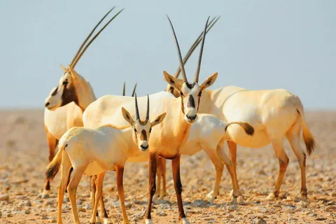 Dubai Desert Morning Drive mit Wildlife Experience