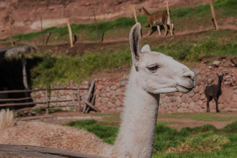 Cusco: Awana Kancha transfer privado