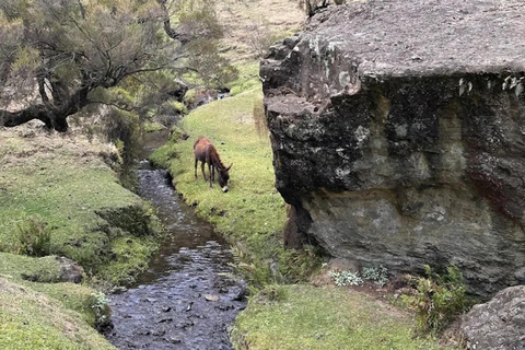 Menagesha Forest Hike With Village Experience