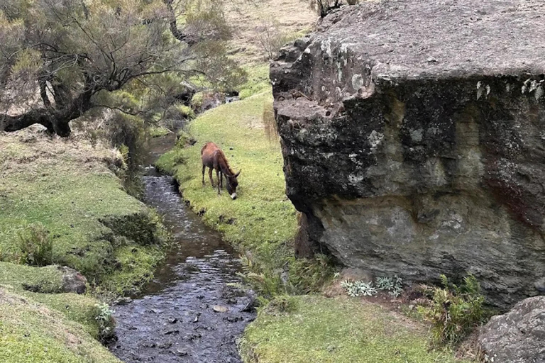 Menagesha Forest Hike With Village Experience