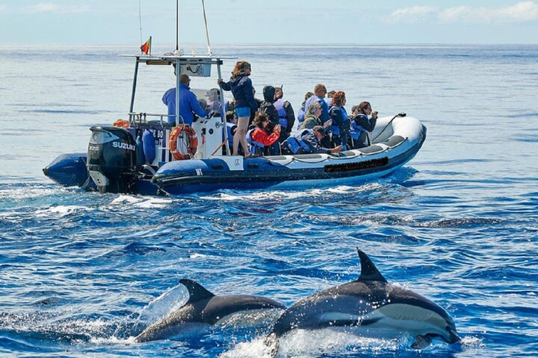 Observação de baleias e golfinhos no picoObservação de baleias e golfinhos nos Açores