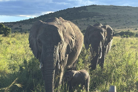 Nairobi: 3-Day epic trip to Maasai Mara Reserve with meals 3 days, 2 nights private safari to Mara in a tourist VAN