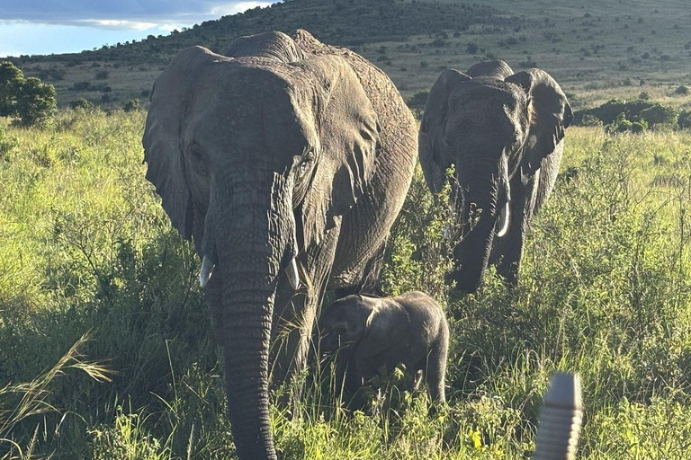 Nairobi: 3-Day epic trip to Maasai Mara Reserve with meals 3 days, 2 nights private safari to Mara in a tourist VAN