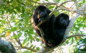 From Veracruz: Catemaco, Nature, Waterfalls & Monkeys Tour