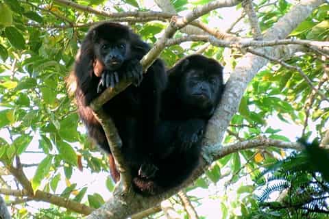De Veracruz: Excursão Catemaco, Natureza, Cachoeiras e Macacos