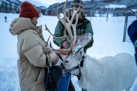 Tromsø: Sami Camp and Reindeer Experience with Lunch