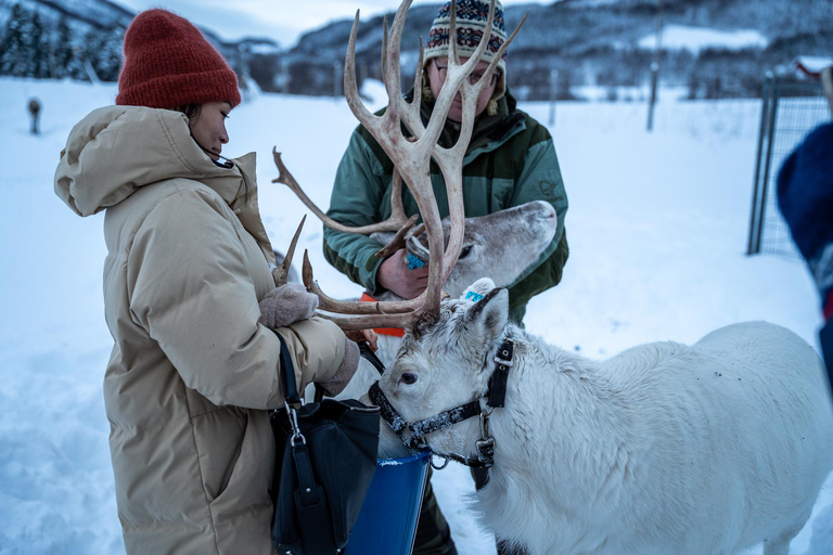 Tromsø: Sami Camp and Reindeer Experience with Lunch