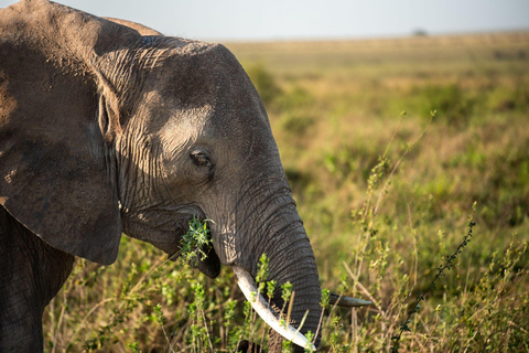 Safari de 3 jours | Parc national du Serengeti et cratère du Ngorongoro