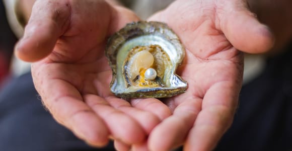 Shell to Showroom - Sydney&#39;s only Pearl Farm Experience