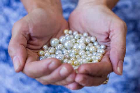 hawkesbury river pearl farm tour