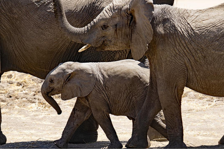 Dar es Salaam: 3 dagars Mikumi Safari &amp; Vattenfall &amp; Jeep med öppet tak