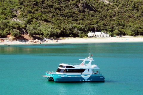 Setúbal, Portugal: Catamaran Dolphin Watching Tour