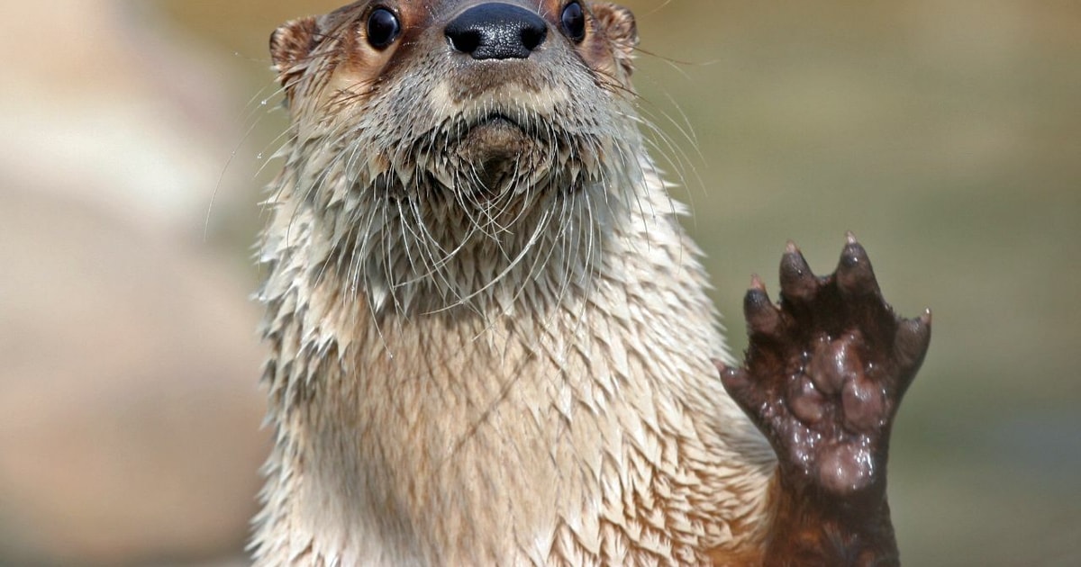 Stoneham, Massachusetts Stone Zoo Entry Ticket GetYourGuide