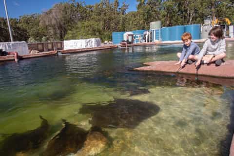 Port Stephens: Irukandji with Shark & Ray Encounters