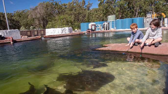 port stephens irukandji mit shark ray encounters