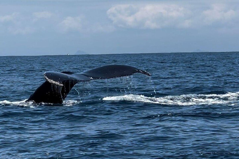Panama City: Whale Watching Tour with Island Stop